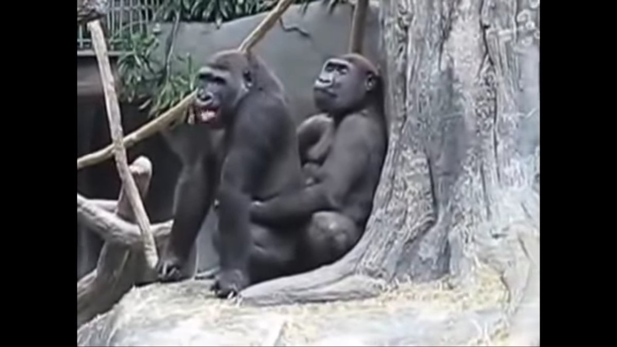 Шимпанзе Ебет Бабу