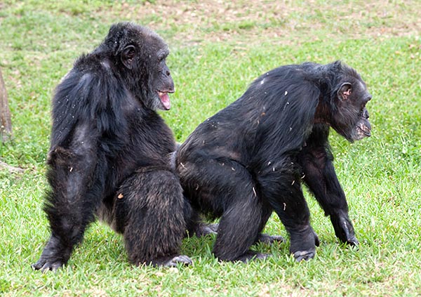 Шимпанзе Ебет Бабу