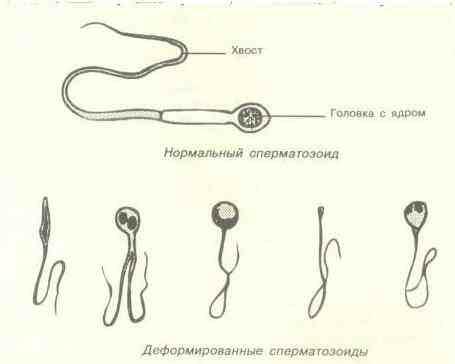 Живучесть Спермы