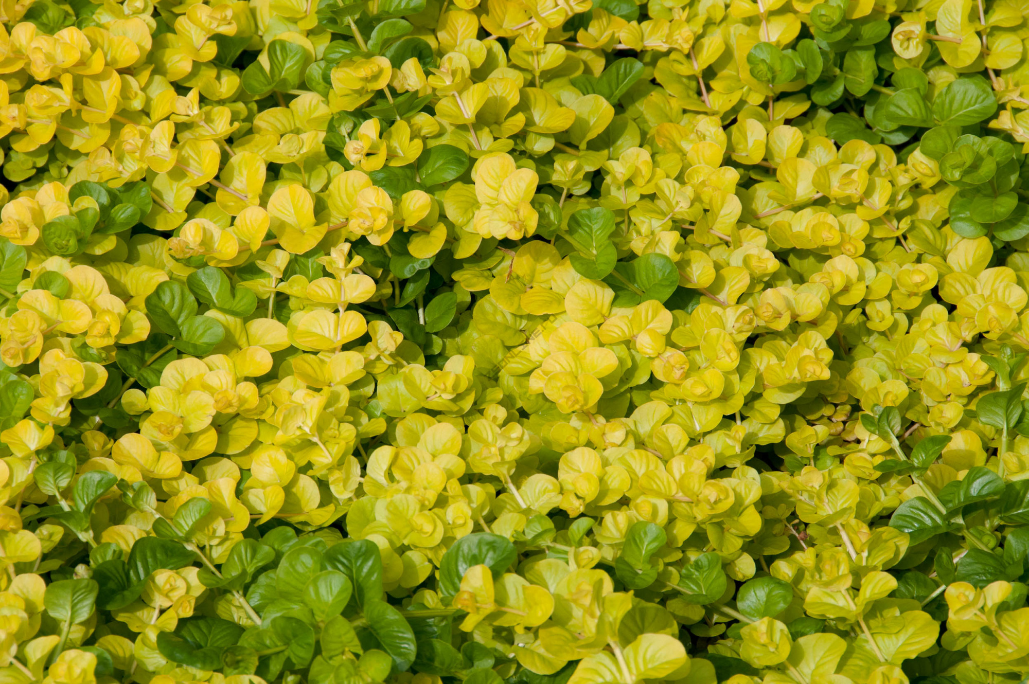Листья Зеленые Круглые Цельные Цветы Мелкие Зеленые Метелкой