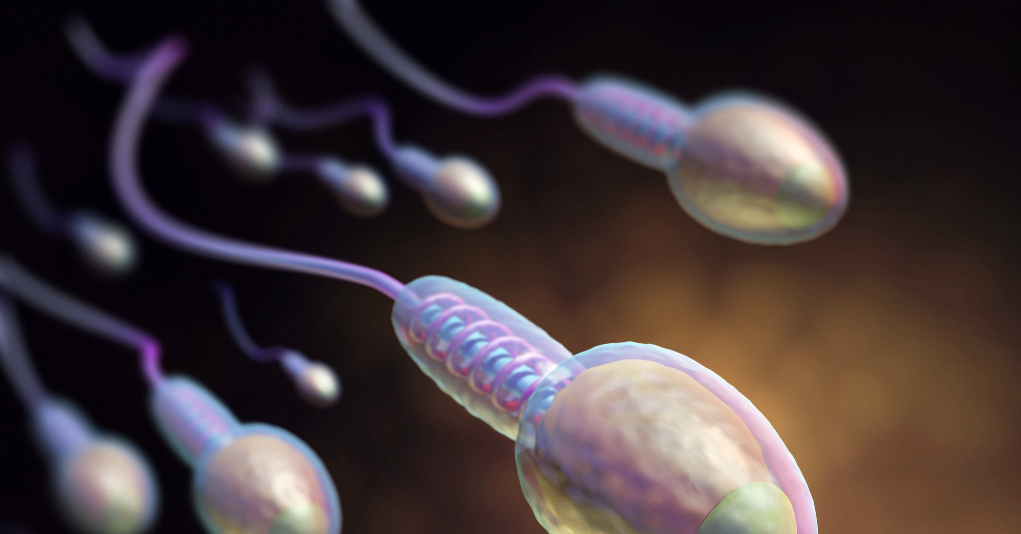 Живучесть Спермы