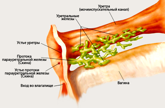 Клиторный И Вагинальный Оргазм