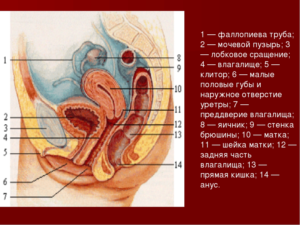 Северина Вукович Порно