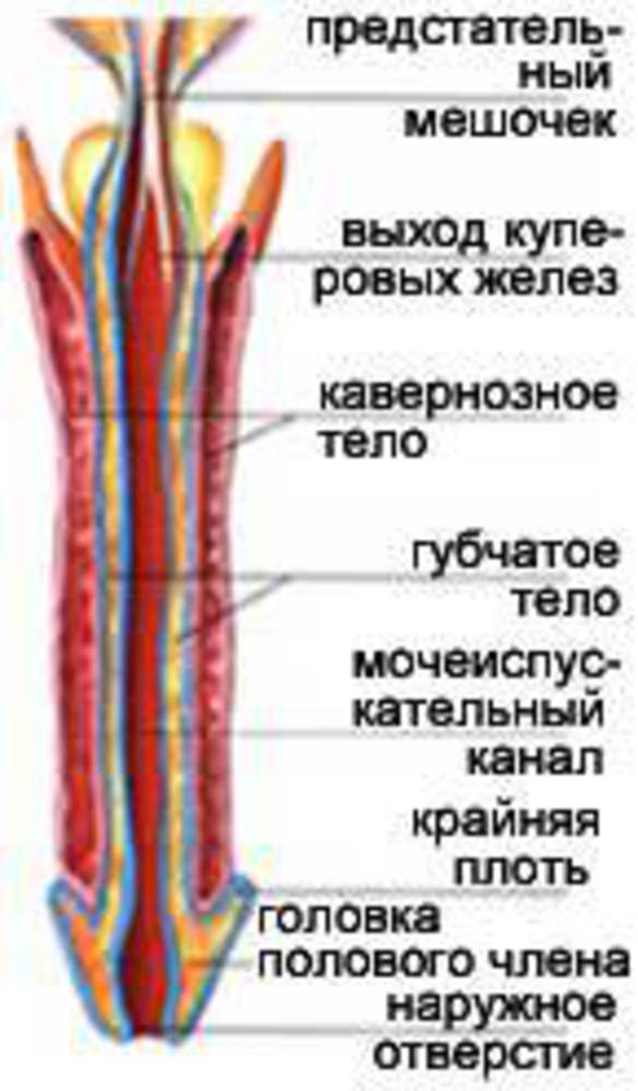 Венчик Полового Члена