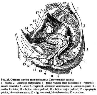 Передняя Стенка Влагалища Фото