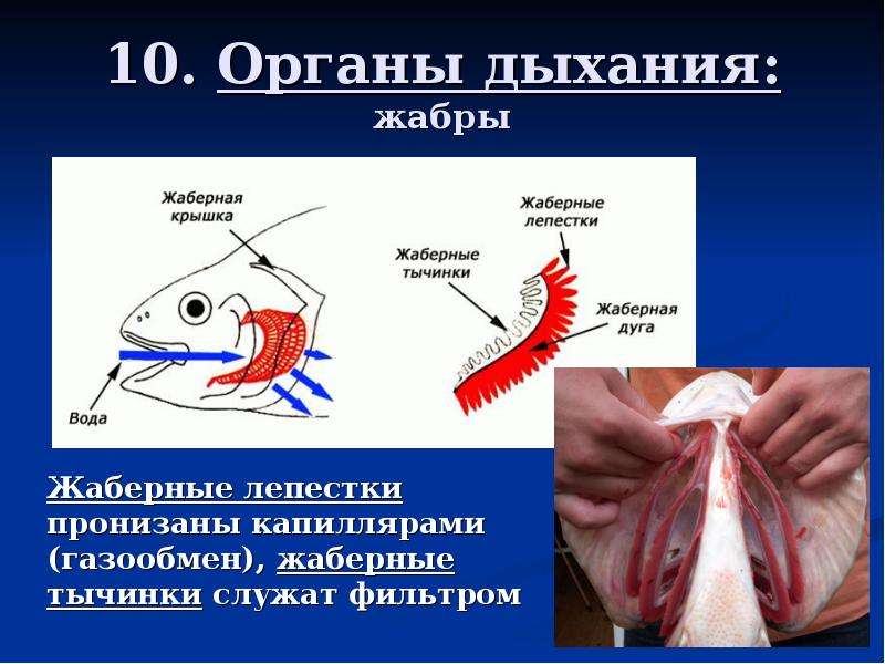 Минет Отрубленной Головой