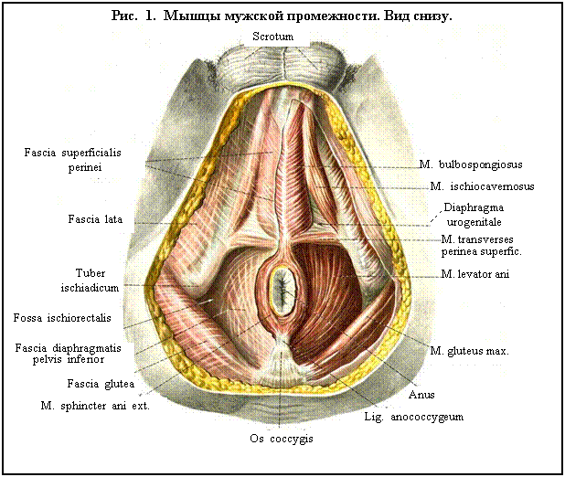 Мышцы Влагалища Анатомия
