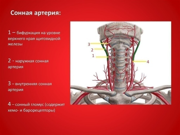 Порно Дойки С Лили Картер