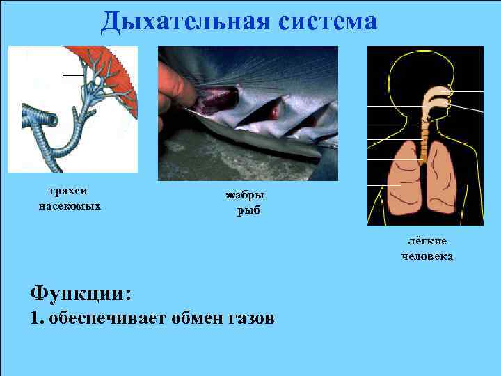 Толстые Голые Студенты Играют Твистер