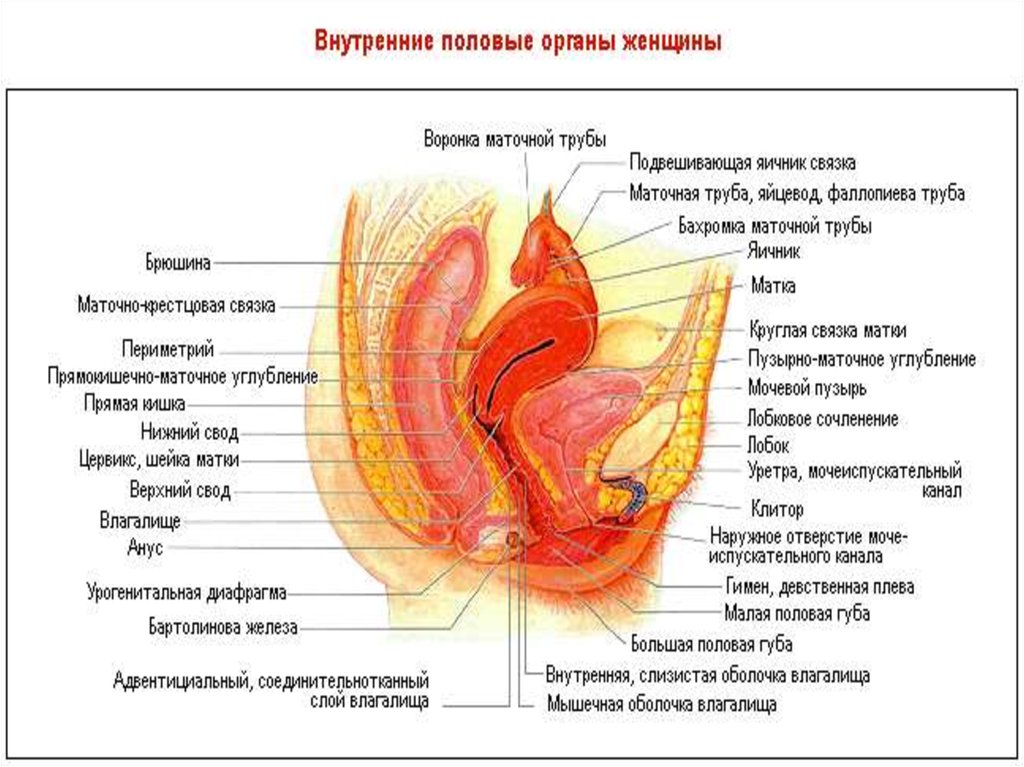 Обожгла Клитор