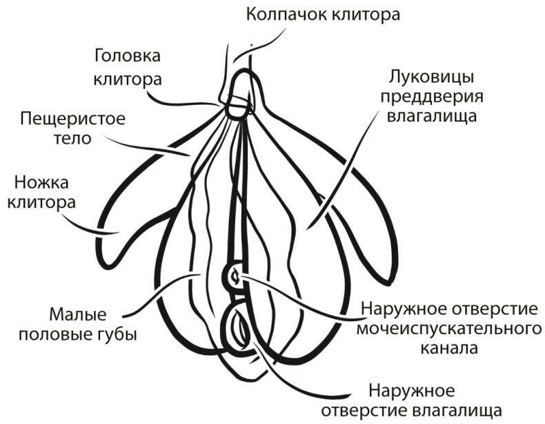 Мастер Класс По Кунилингусу Торрент