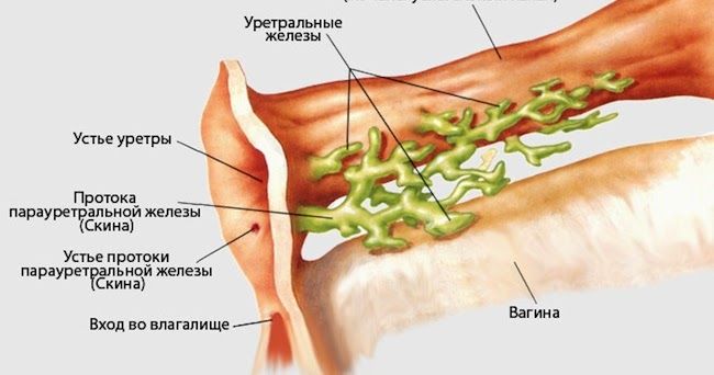 Днепропетровские Толстушки Индивидуалки Одинокие Женщины