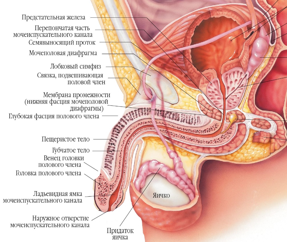 Постит Половой Член