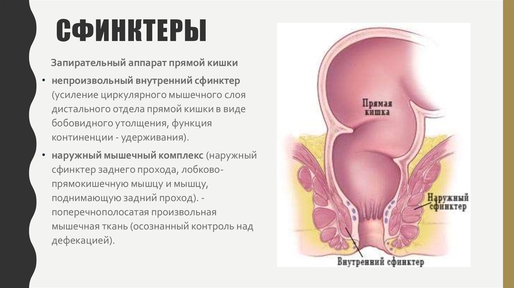 Анальный Сфиктер Плотно Сжал Член