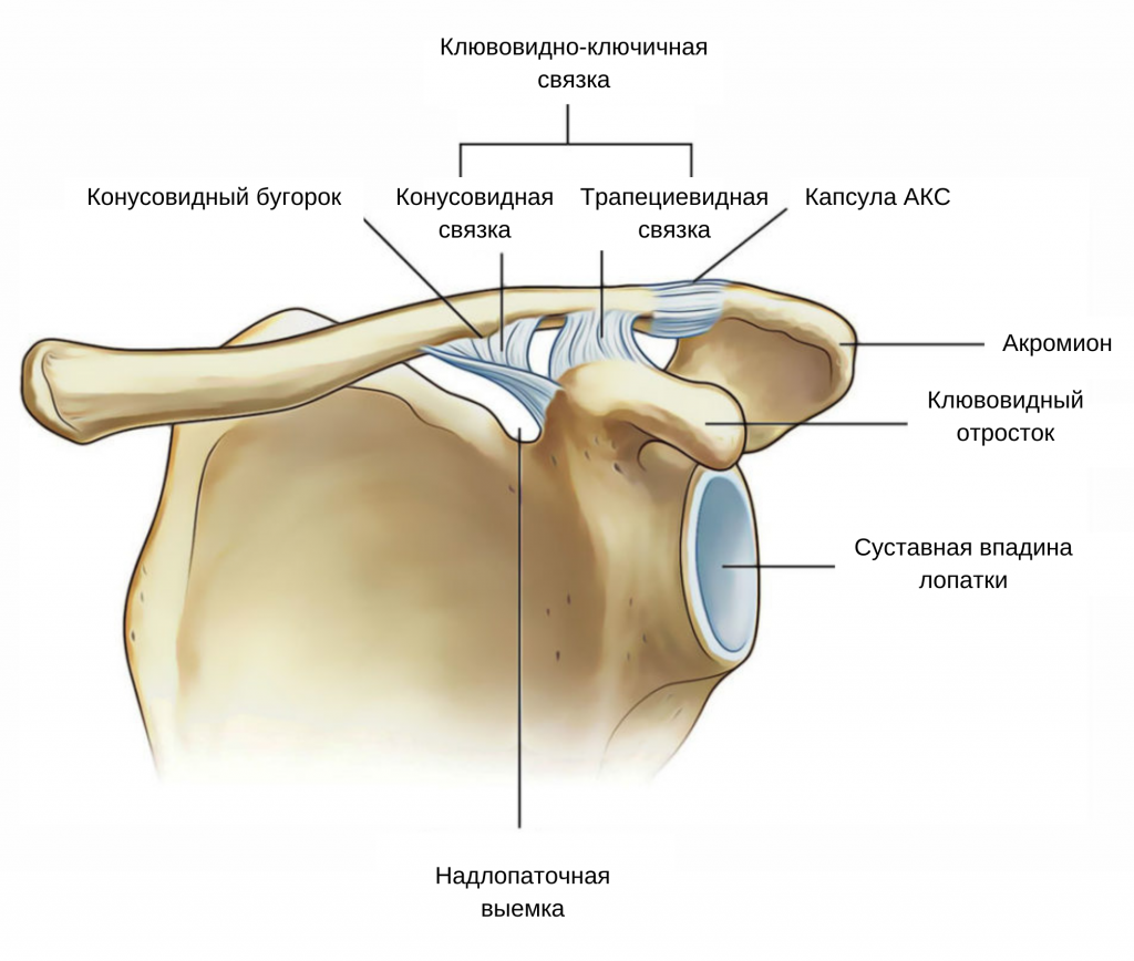 Ключично Акромиальное Сочленение