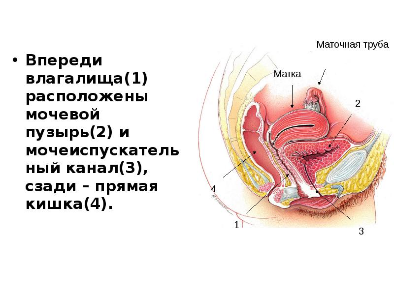 Вместительное Влагалище Онлайн