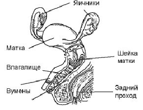 Член Не Помещается Во Влагалище