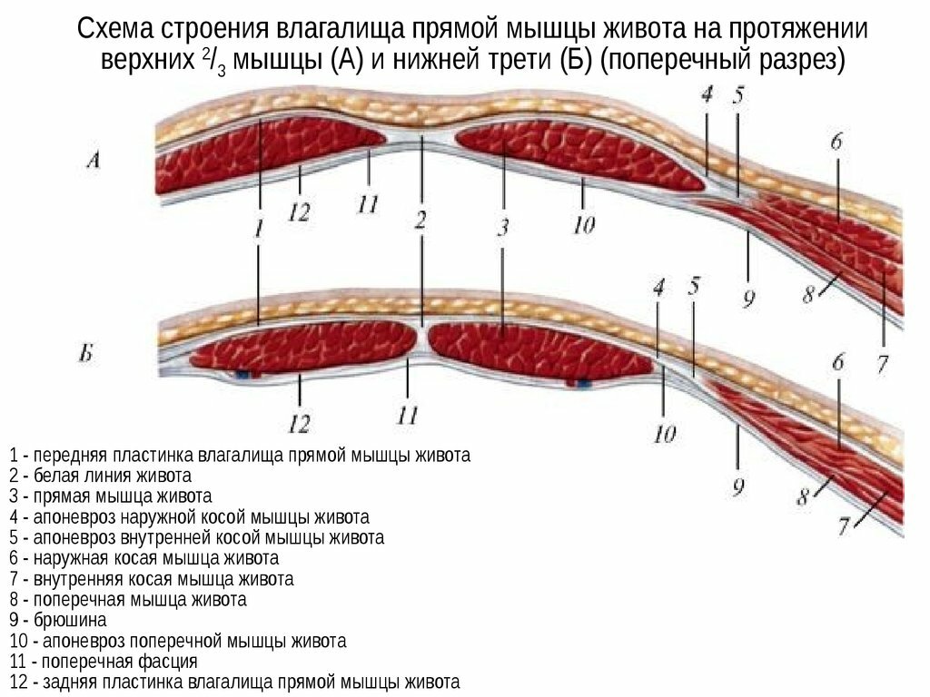 Мышцы Влагалища Анатомия