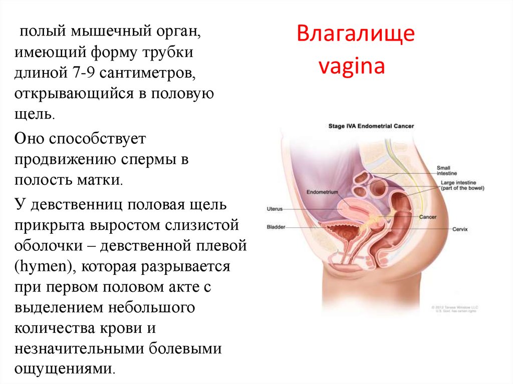 Влагалище Женщины Краткое Обоснование