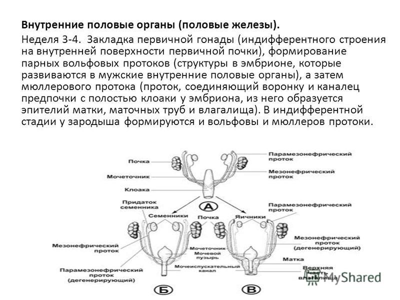 Можноли Мусульмануну Брыть Половых Органов