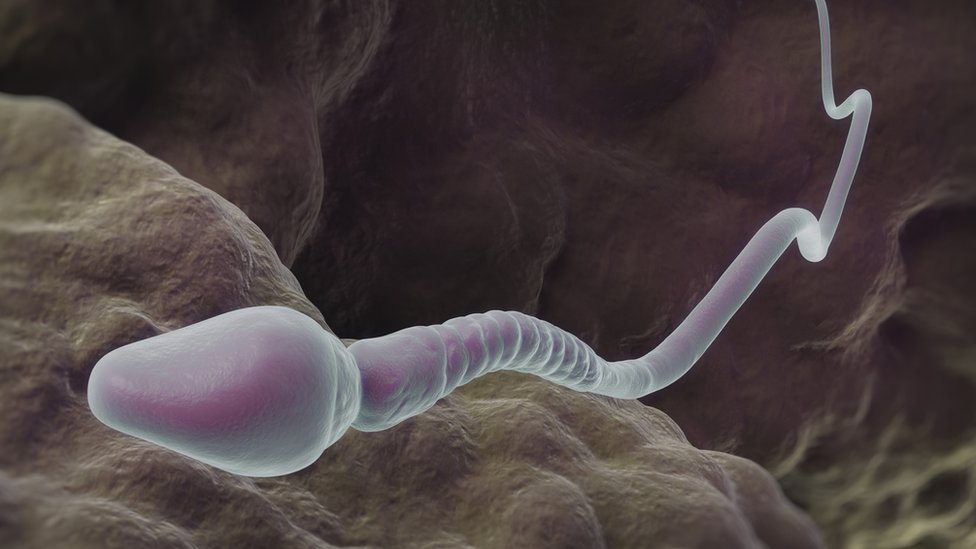 Обогащенная Сперма