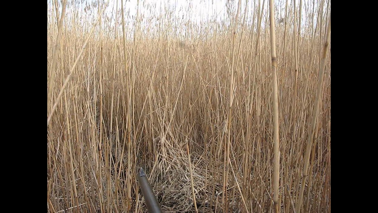 Секс В Камышах Видео