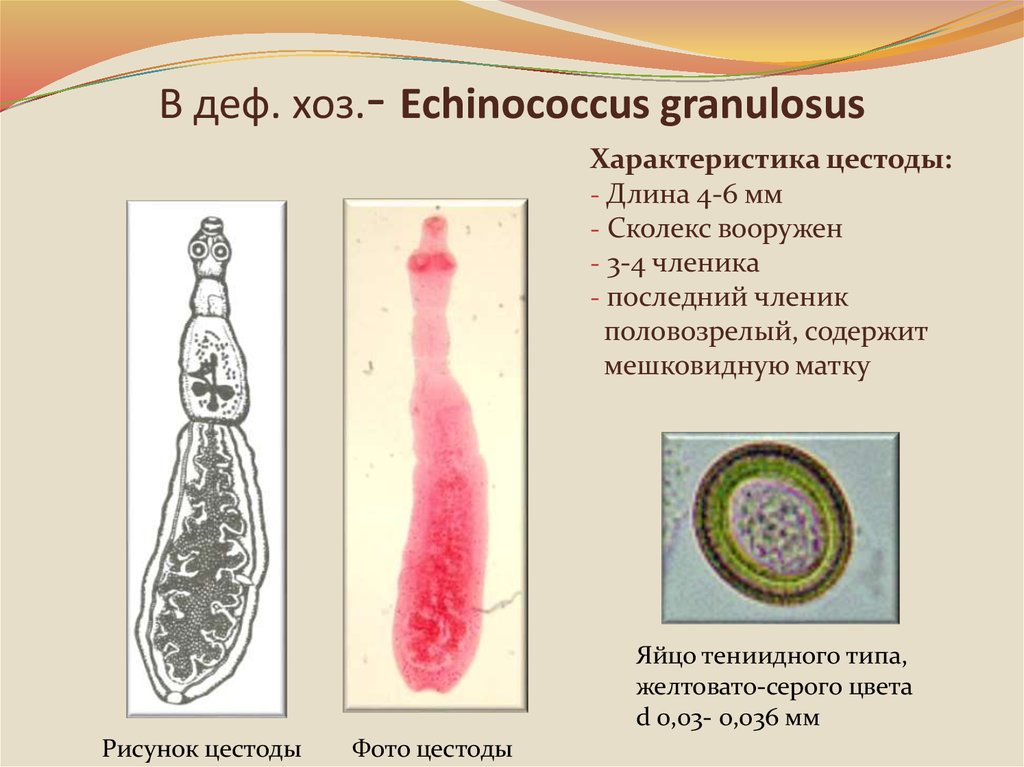 Первый Членик Эхинококка Называется