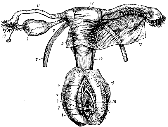 Строение Женских Половых Органов Клитор