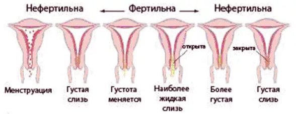 Целку Можно Отличить Достаточно Просто