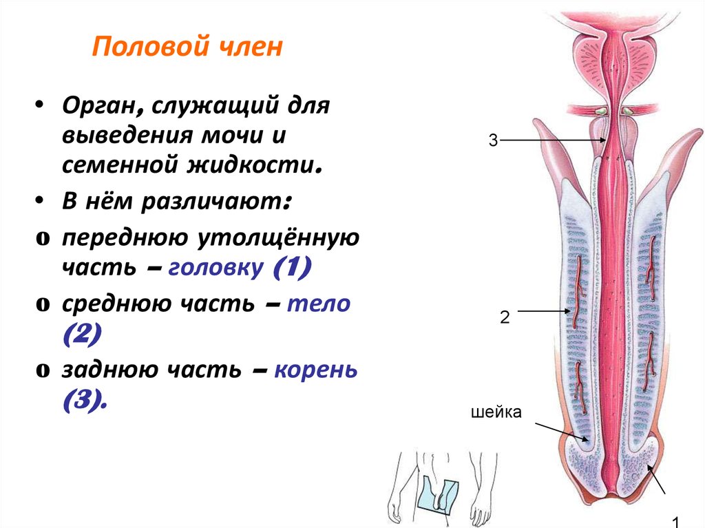 Самая Знаменитая Порно Актрисса