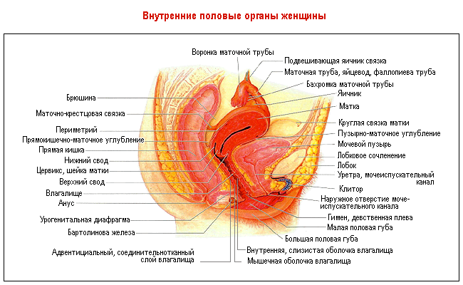 Клитор И Пятнышки