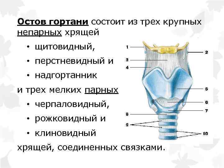 При Стенозе Трахеи Заменяют Хрящ