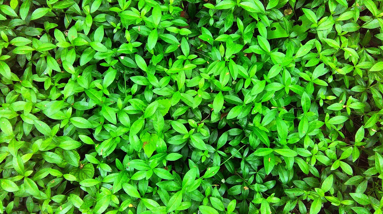 Листья Зеленые Круглые Цельные Цветы Мелкие Зеленые Метелкой