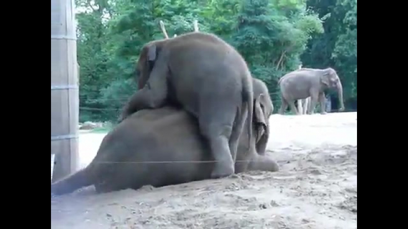 Слоны Трахаются Видео