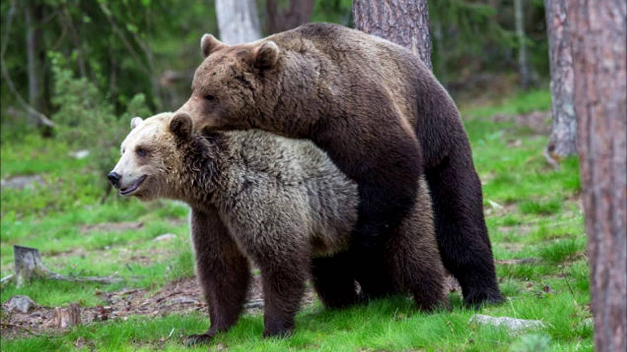 Скачать Мы Ебали Медведя