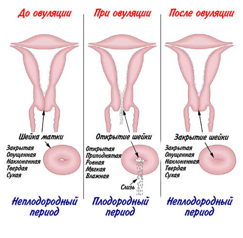 Бисексуалки Из Ухты