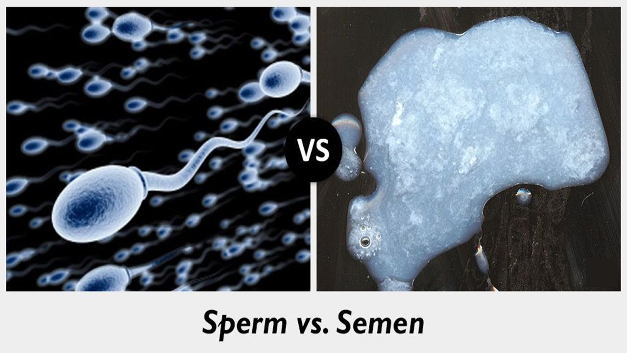 Сперма Ее Состав И Густота