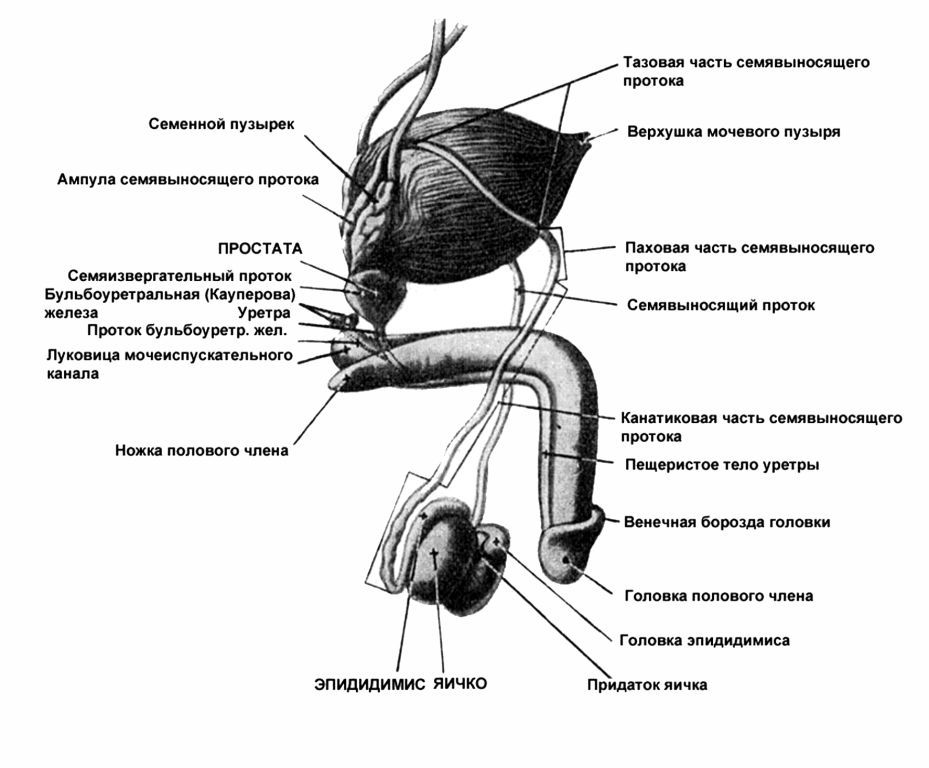 Порно С Полными Молодыми Девушками