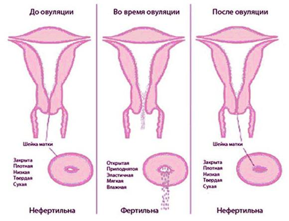 У Девственниц Бывают Месячные