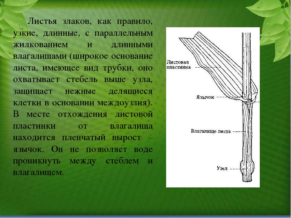 Секс С Текилой Боби