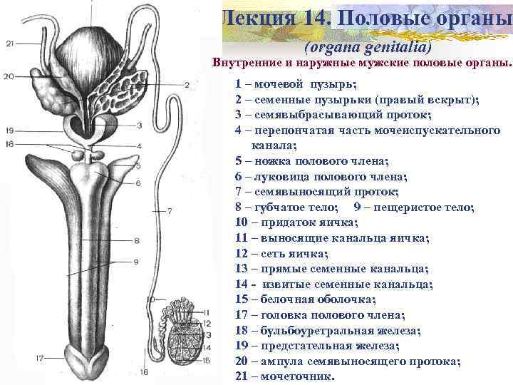 Строение Мужского Члена