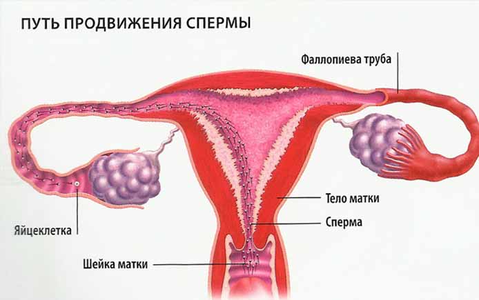 Переодевание Мальчика В Девочку Порно