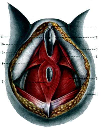 Мышцы Влагалища Строение