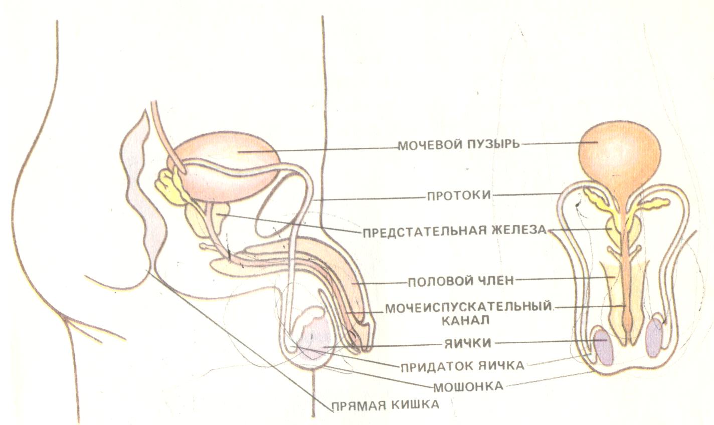 Факторы Влияющие На Размер Пениса