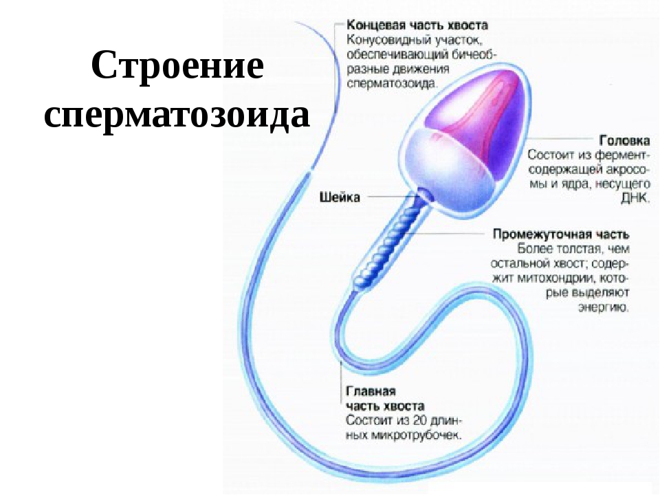 Забава Порно Мульт