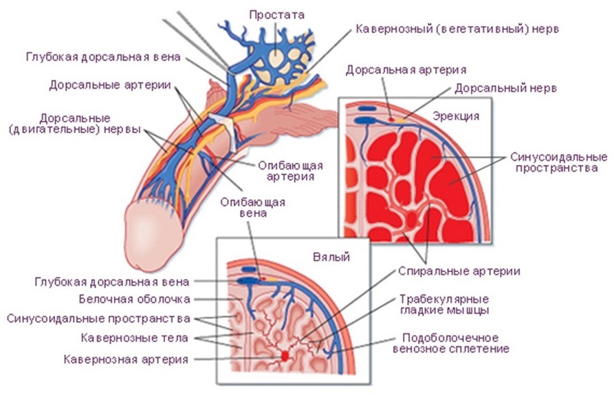 Вздутие Вен На Члене