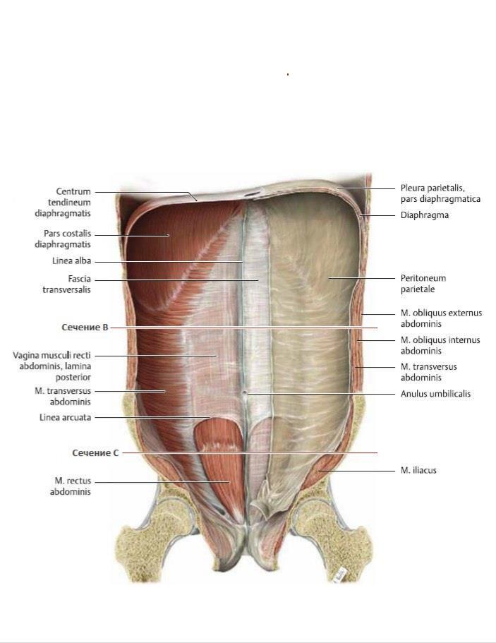Мышцы Влагалища Анатомия