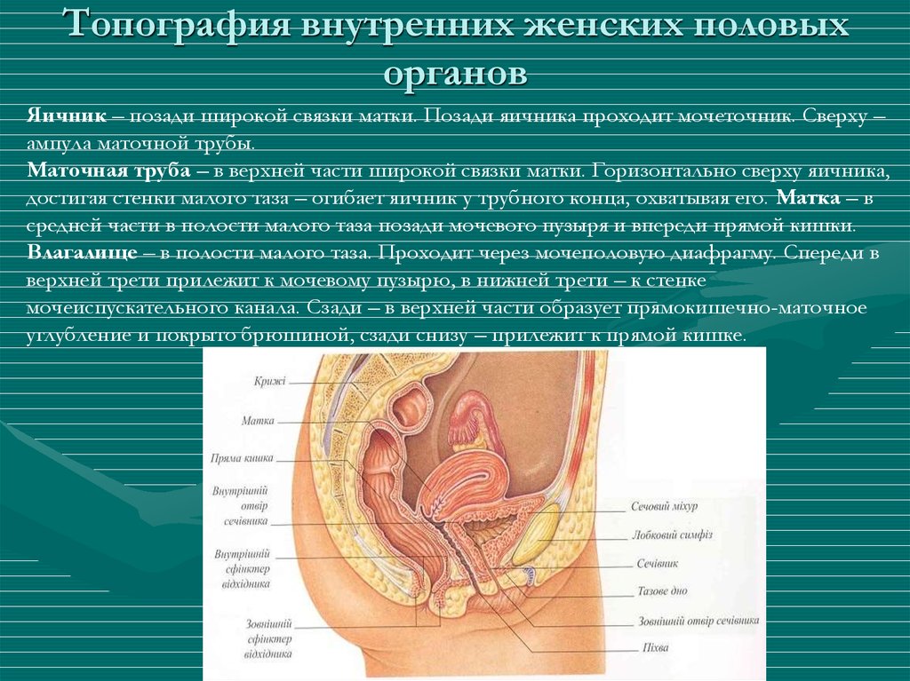 Влагалище Женщины Краткое Обоснование