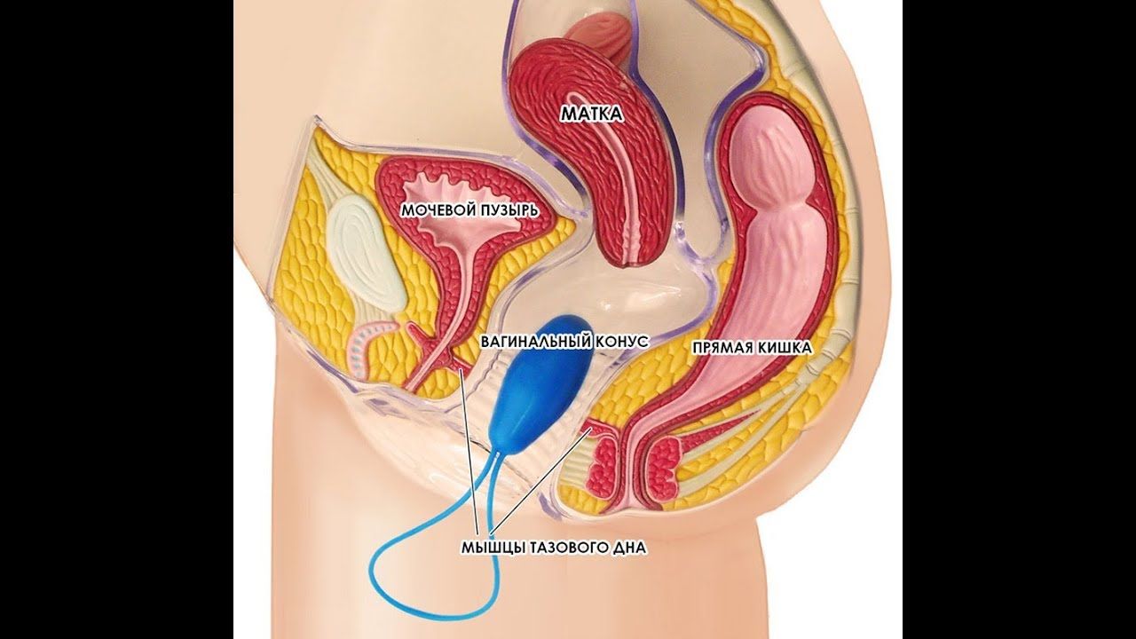 Как Накачать Мышцы Влагалища