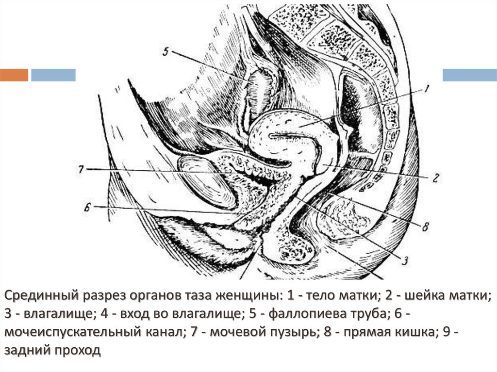 Вагина В Разрезе